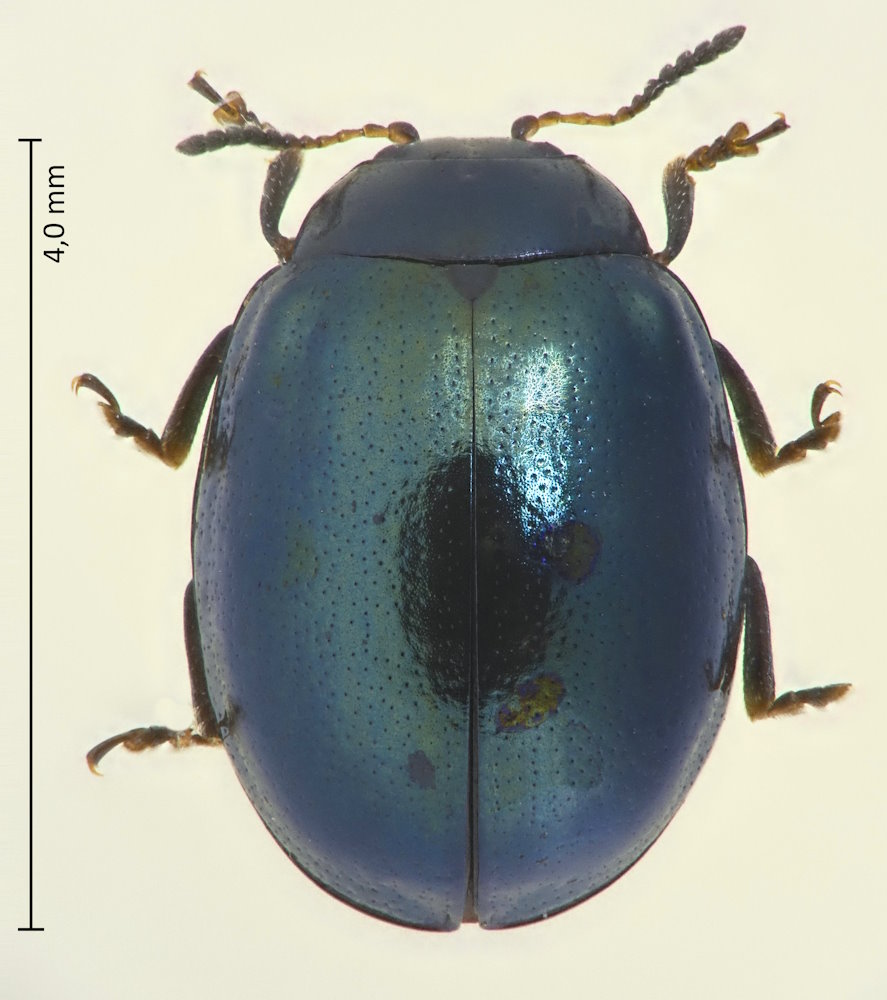 Plagiodera versicolora