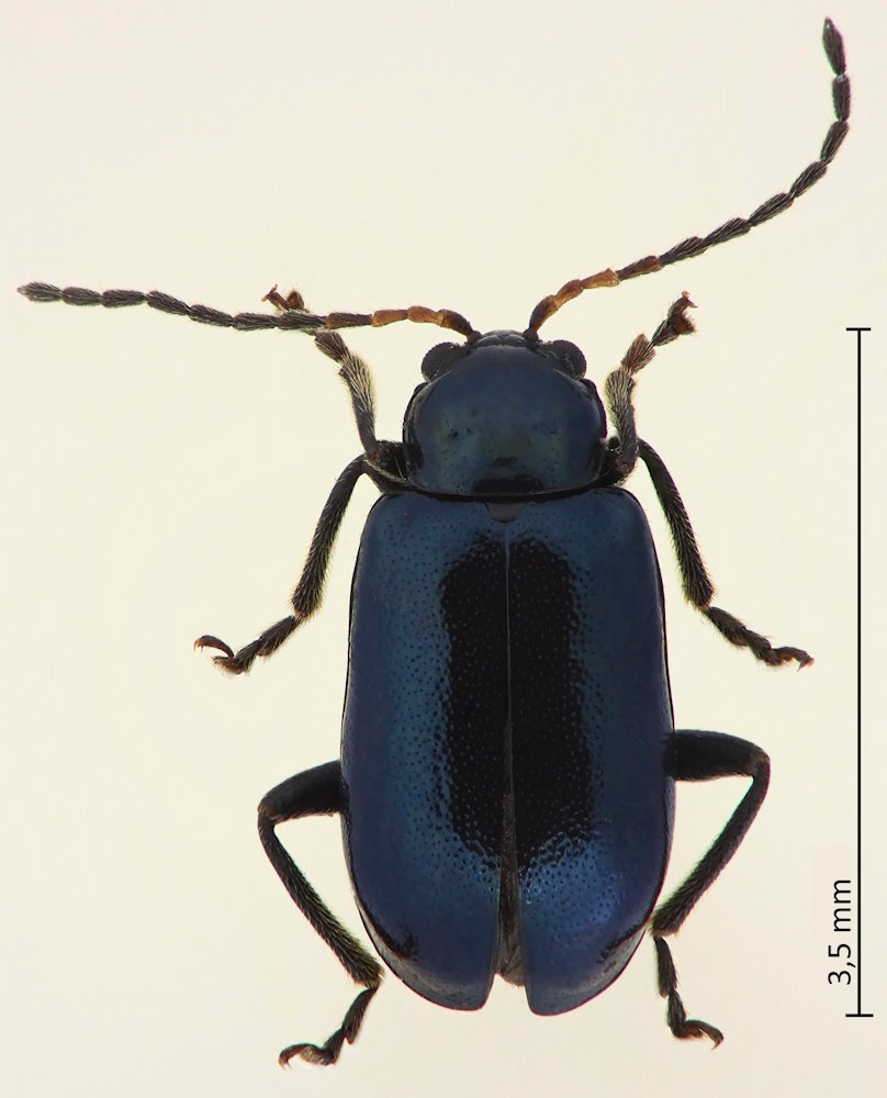 Paridea angulicollis