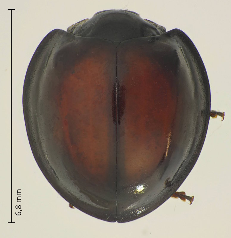 Chilocorus rubidus