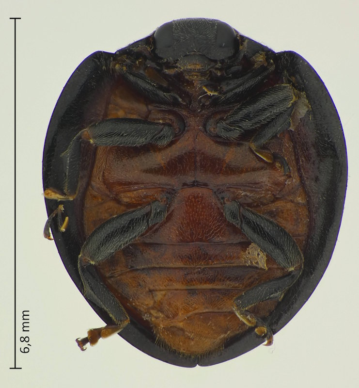 Chilocorus rubidus, Unterseite