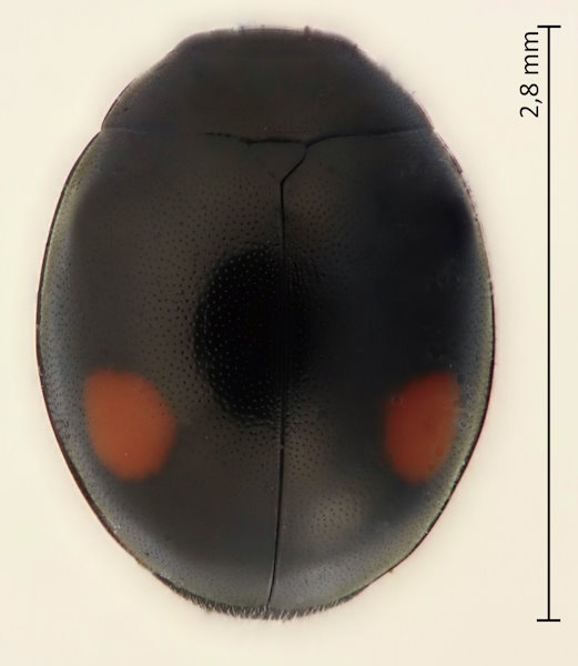 Hyperaspis sinensis