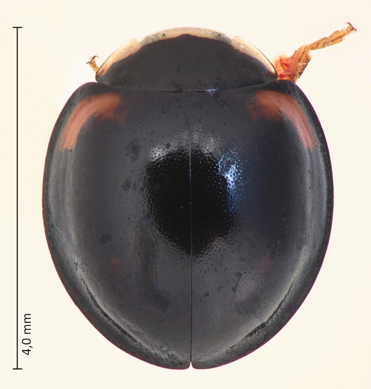 Menochilus sexmaculatus