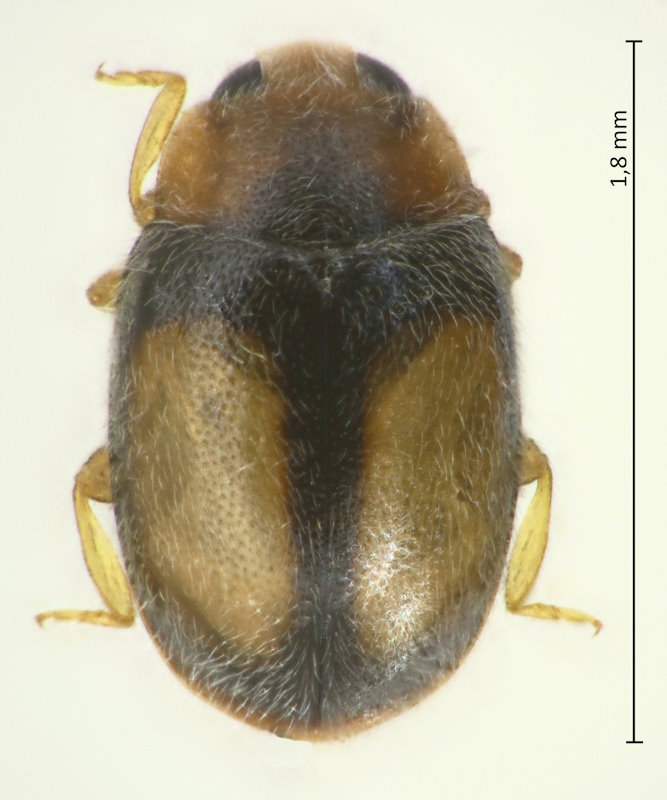 Nephus levaillanti