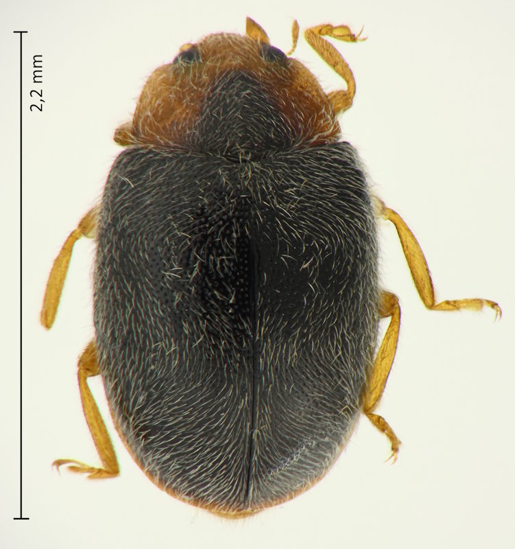 Scymnus (Neopullus) babai