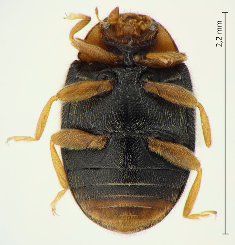 Scymnus (Neopullus) babai (Unterseite)