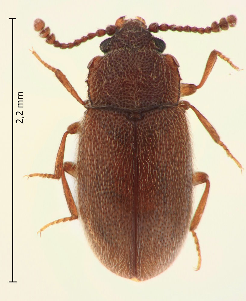 Cryptophagus dilutus