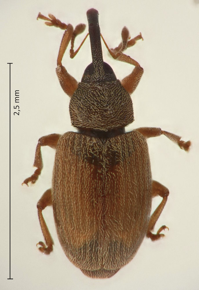 Acalyptus carpini 