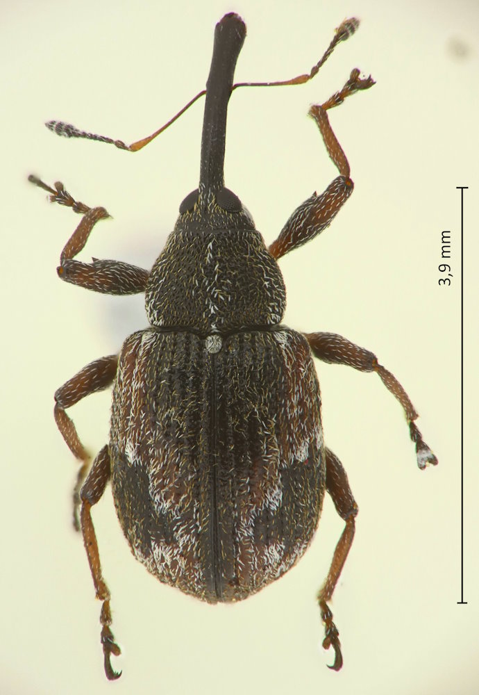 Anthonomus bisignifer