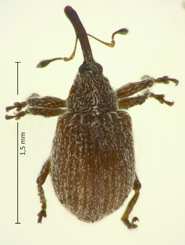 Anthonomus minor