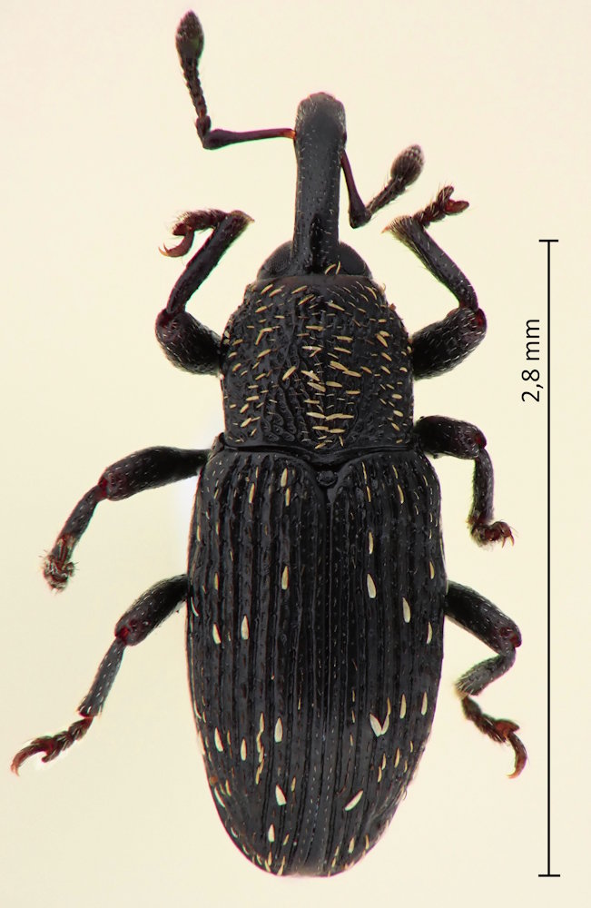 Baris urticae