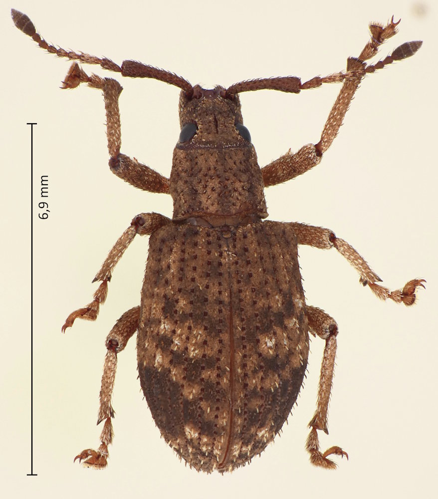 Canoixus japonicus