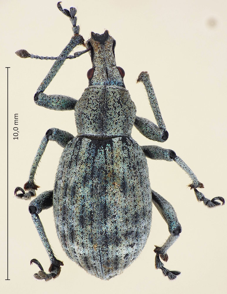 Catapionus nebulosus