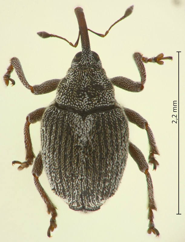 Ceutorhynchus albosuturalis