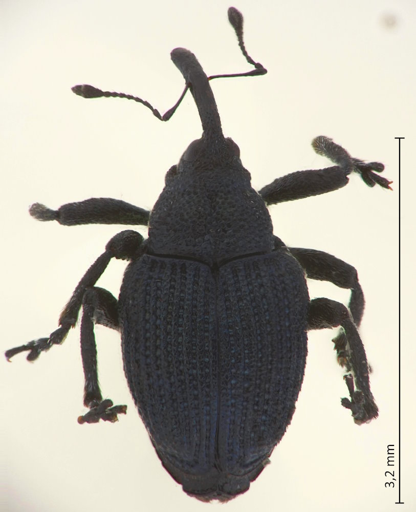 Ceutorhynchus ibukianus