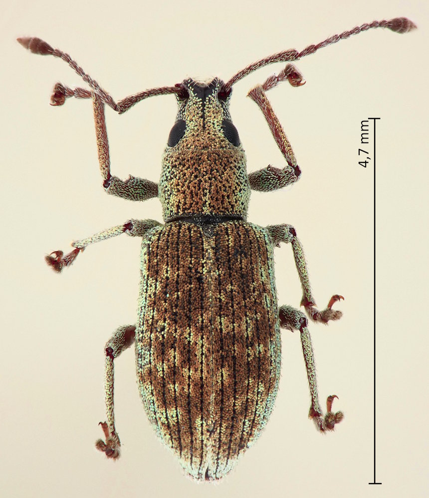 Cyphicerus viridulus