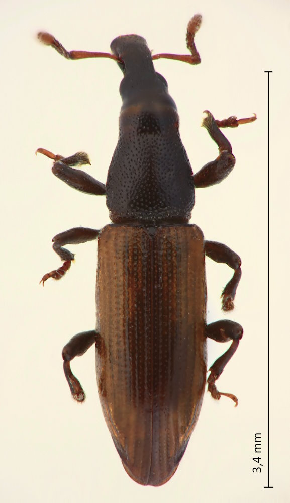 Kojimazo cf. lewisii