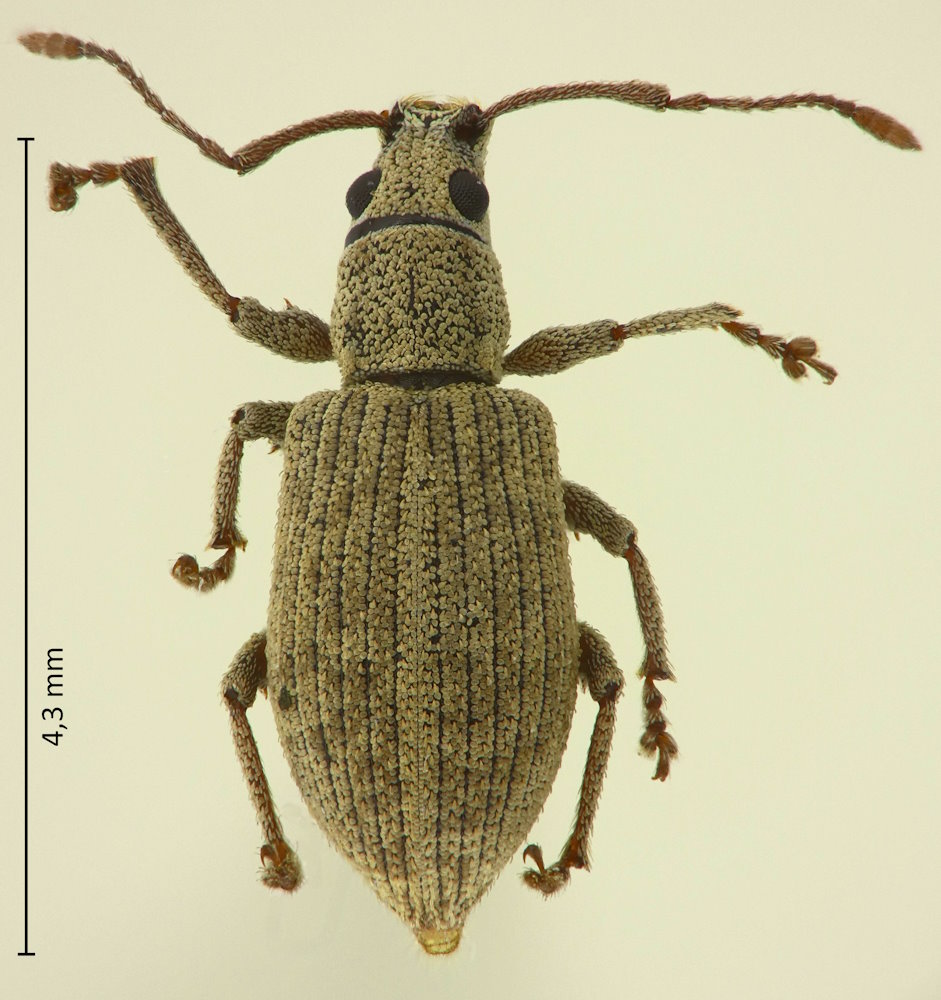 Lepidepistomodes fumosus