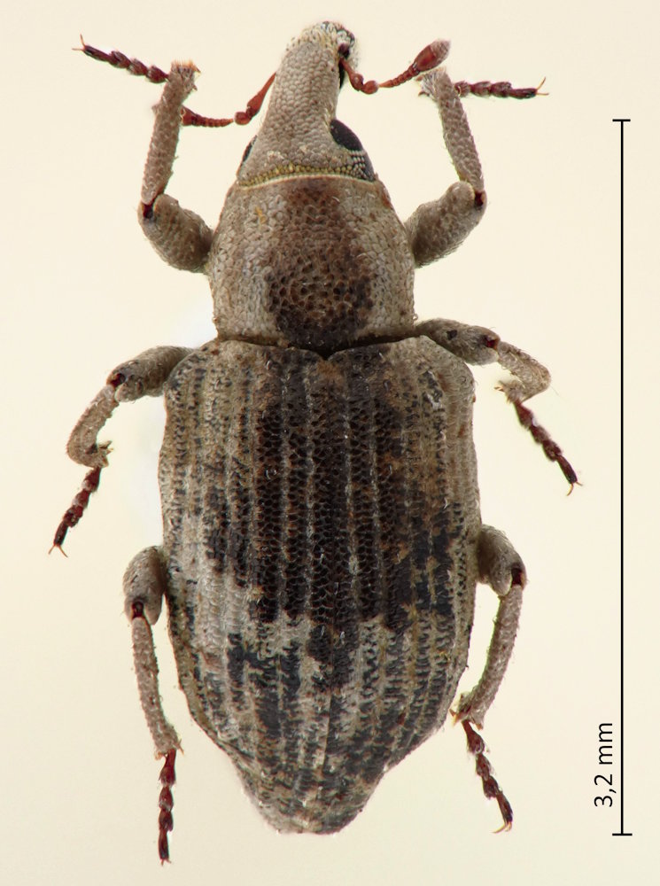 Lissorhoptrus oryzophilus