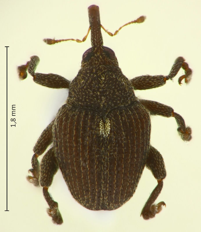 Mecysmoderes brevicarinatus