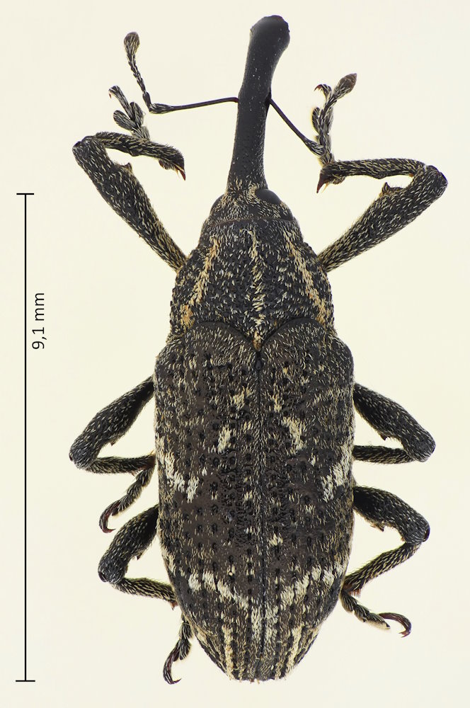 Merus flavosignatus