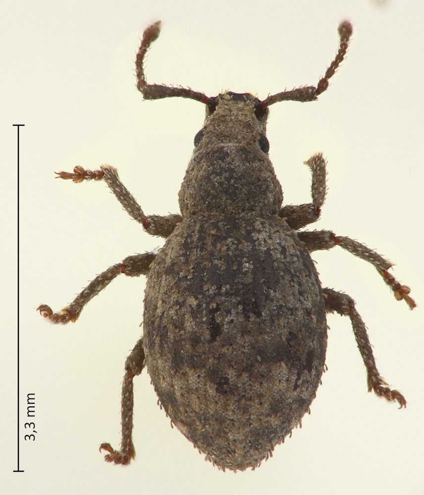 Myosides seriehispidus