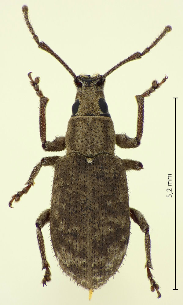 Nothomyllocerus illitus
