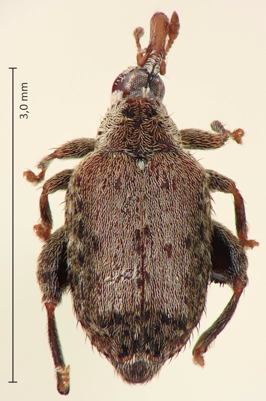 Orchestes dorsoplanatus