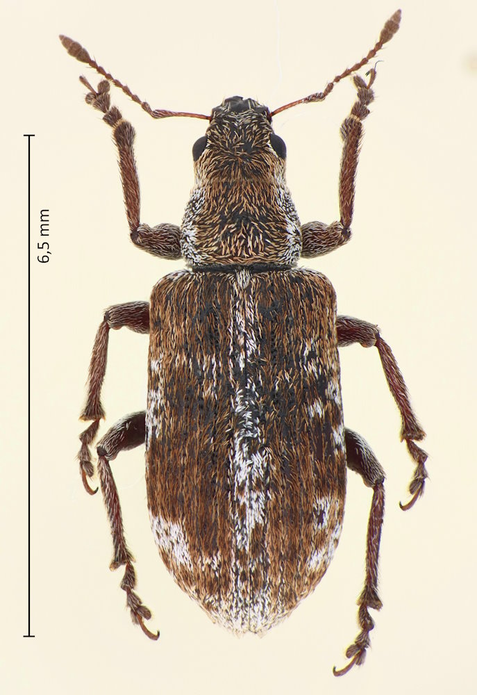 Pachyrhinus scutellaris