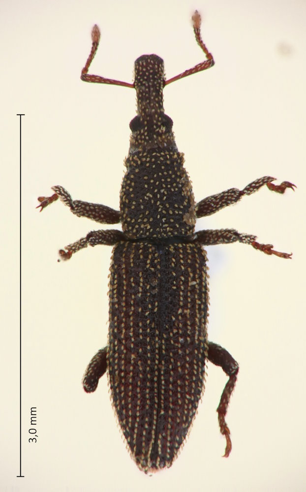 Pholidoforus squamosus