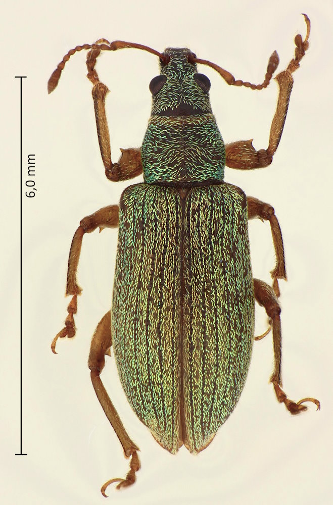 Phyllobius intrusus