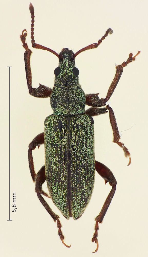 Phyllobius intrusus