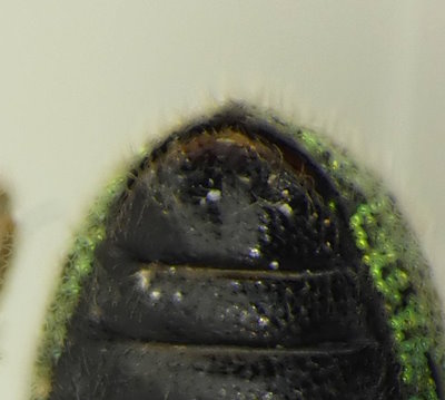 Phyllobius picipes (Männchen)