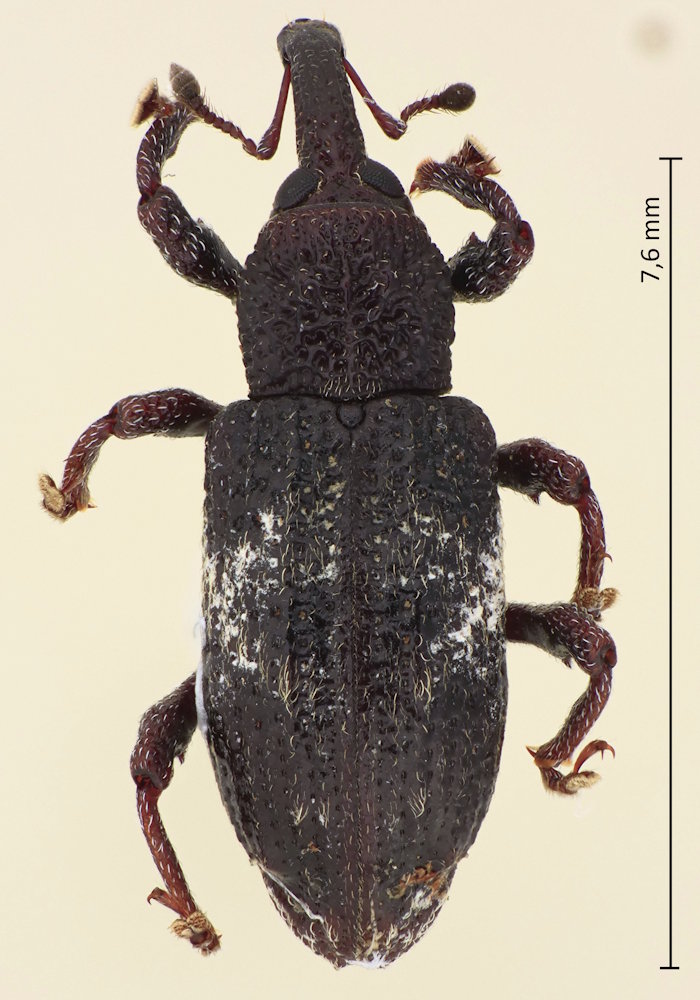 Pimelocerus elongatus