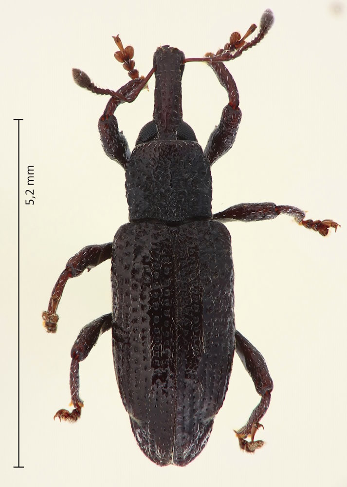Pimelocerus insularis