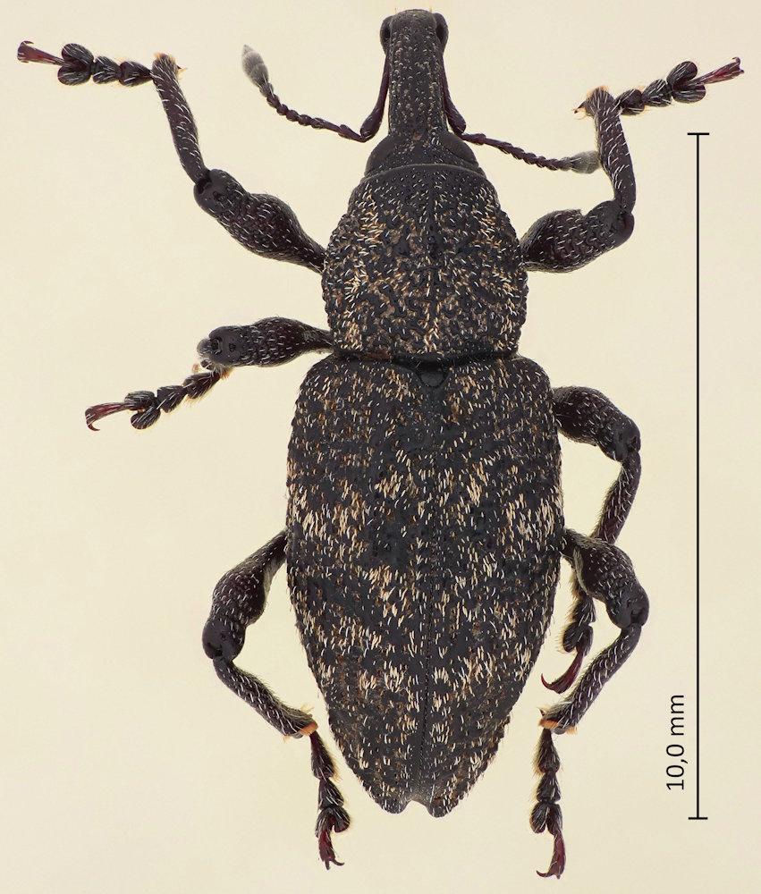 Pimelocerus orientalis