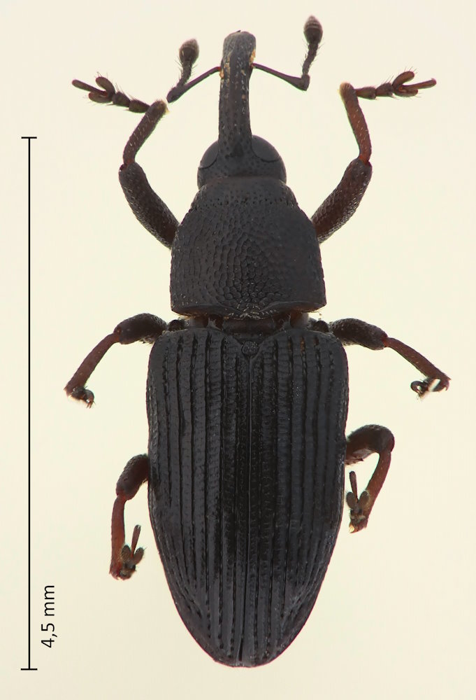 Pteridobaris maritima