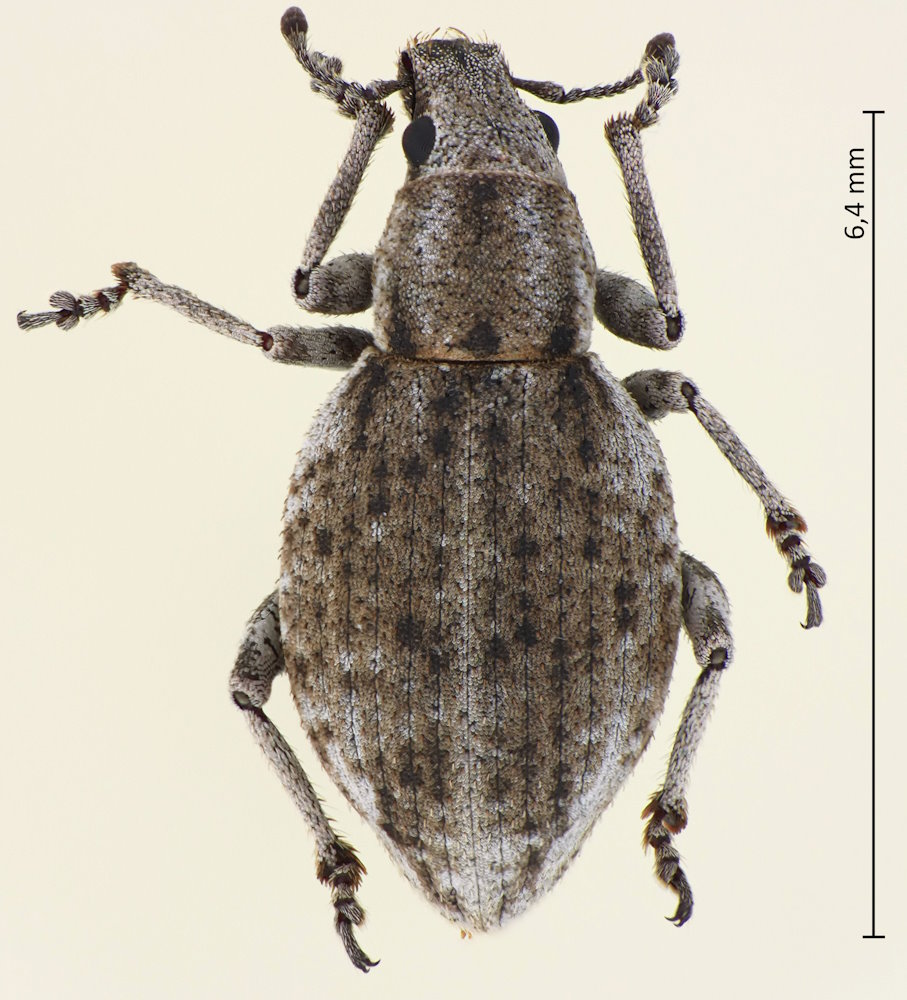 Scepticus griseus