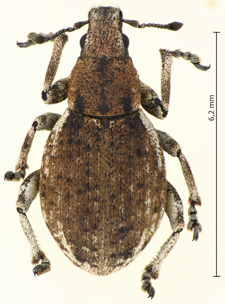 Scepticus griseus