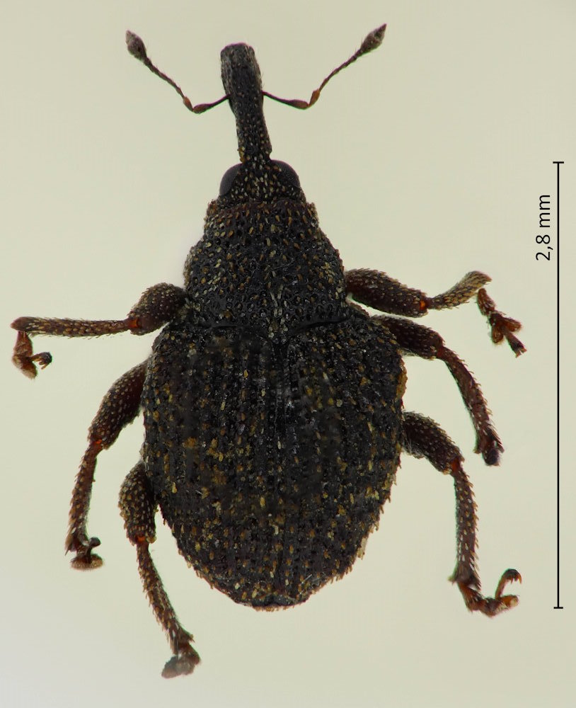 Scleropteroides longiprocessus