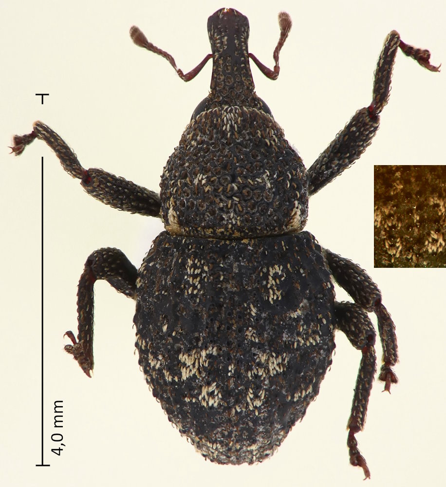 Simulatacalles simulator