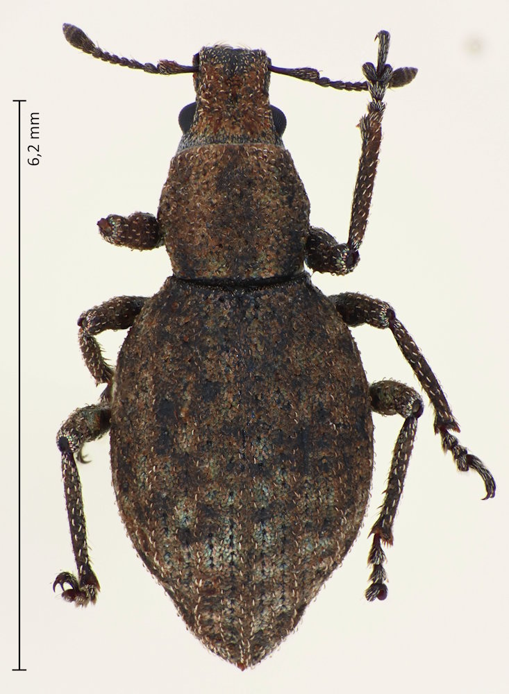 Trachyphilus sordidus