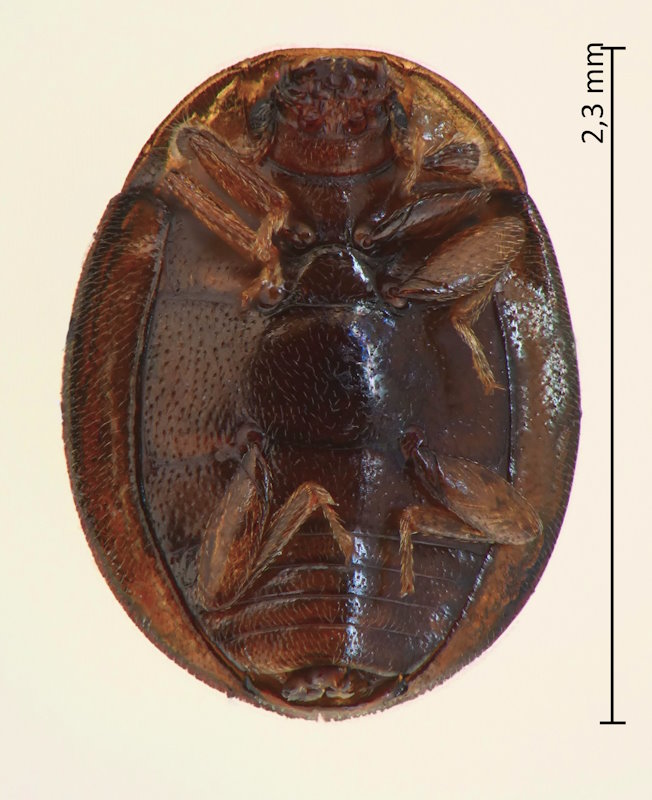 Aphanocephalus cf. hemisphaericus