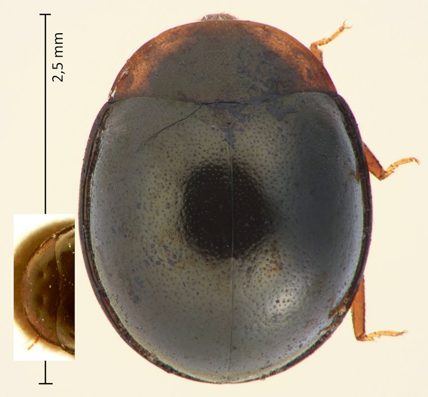 Aphanocephalus cf. nigriventris