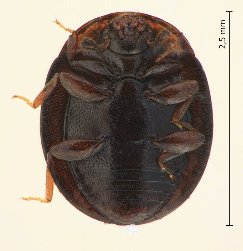 Aphanocephalus cf. nigriventris