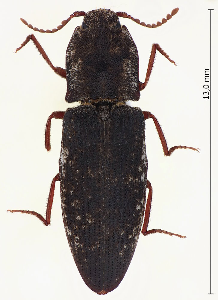 Agrypnus fuliginosus