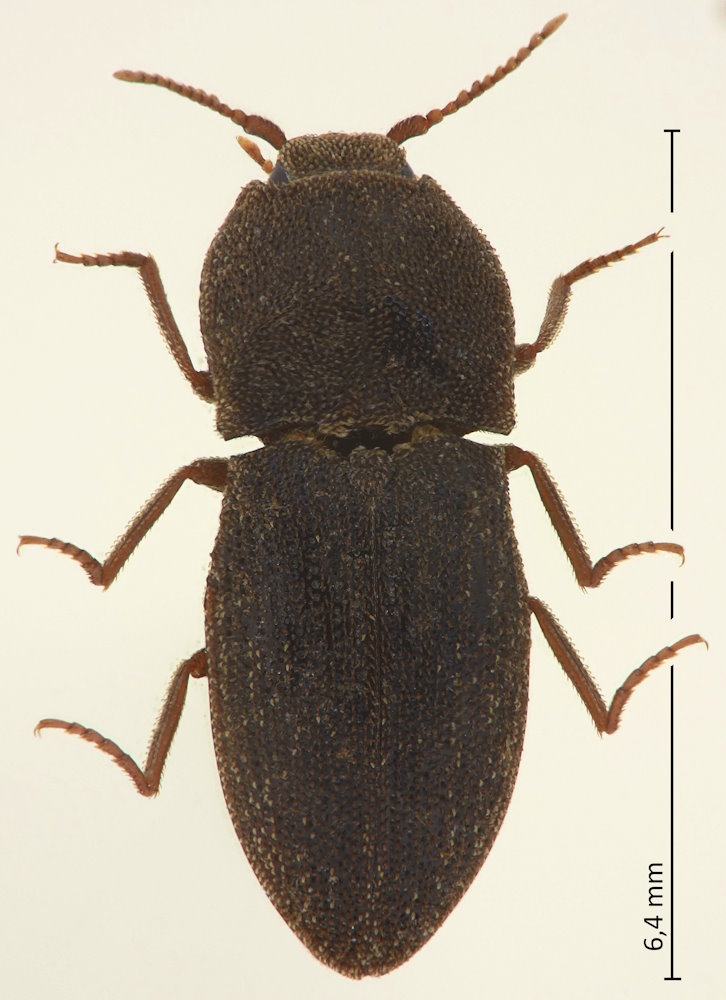 Agrypnus hypnicola
