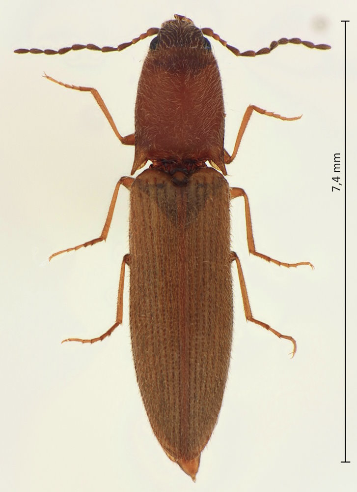 Dolerosomus gracilis