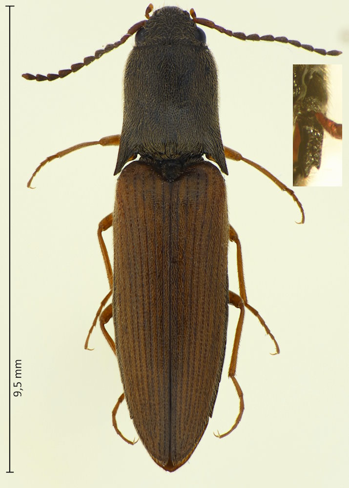 Ectinus sericeus