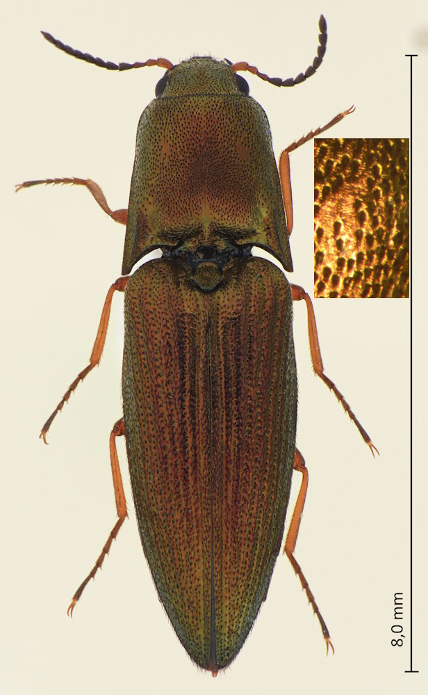 Vuilletus crebrepunctatus