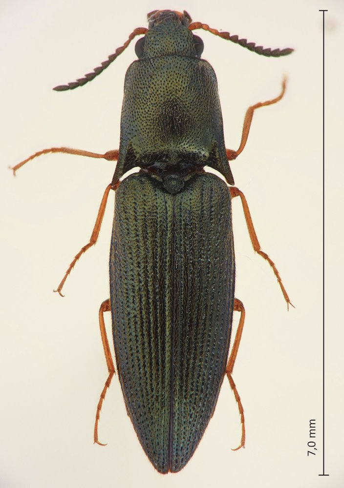 Vuilletus viridis